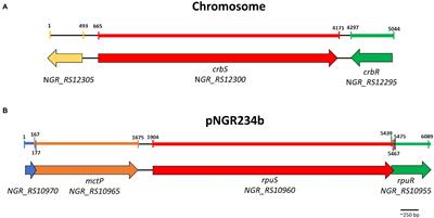 RpuS/R Is a Novel Two-Component Signal Transduction System That Regulates the Expression of the Pyruvate Symporter MctP in Sinorhizobium fredii NGR234